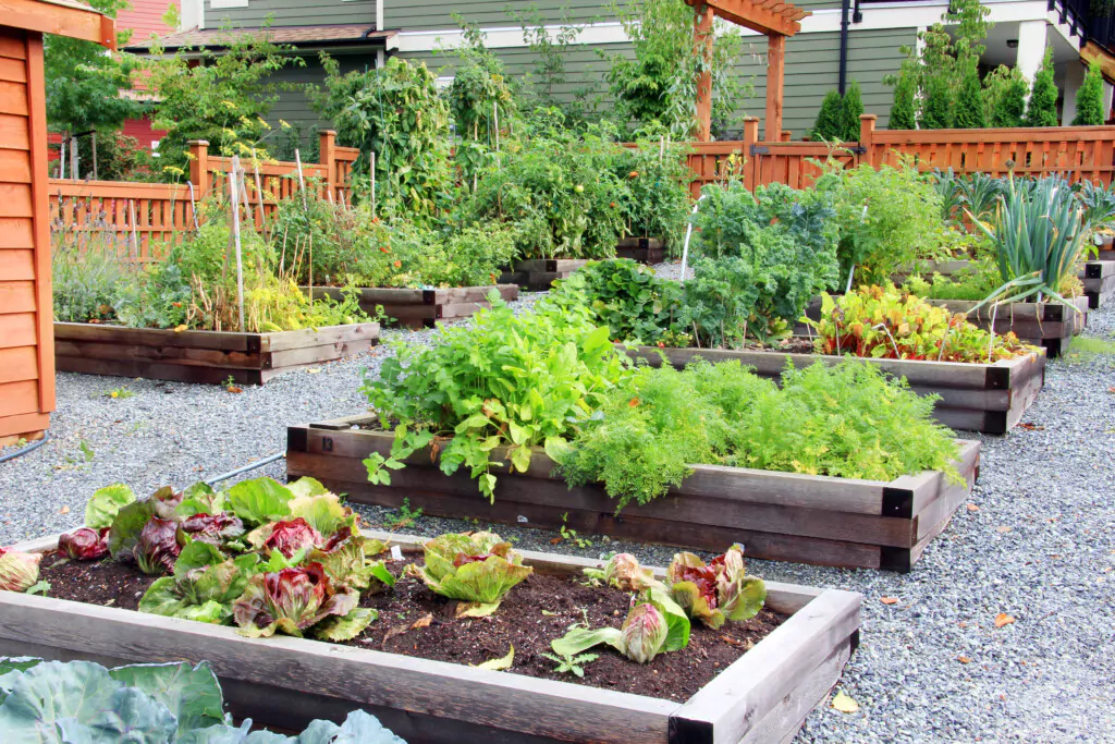 Fruit And Vegetable Garden